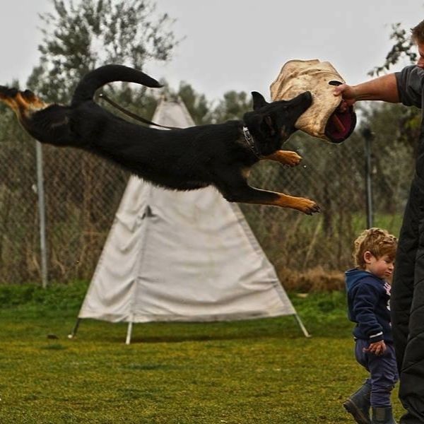 HUNDESPORT CLUB