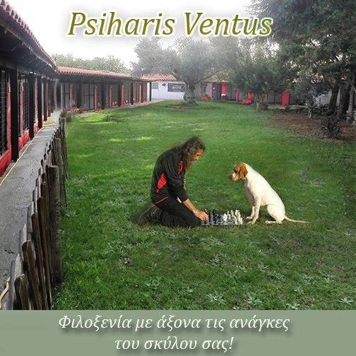 PSIHARIS VENTUS - Εκτροφείο POINTER