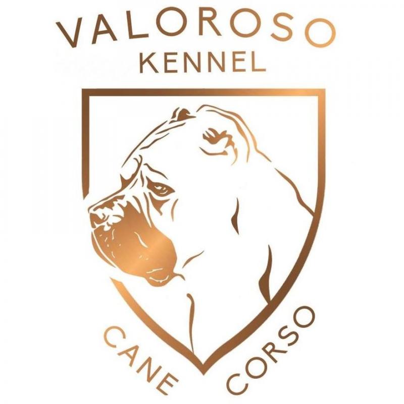 VALOROSO KENNEL CANE CORSO