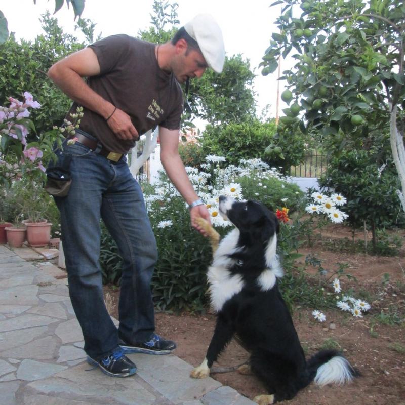 VERGINAS DOG TRAINING FARM