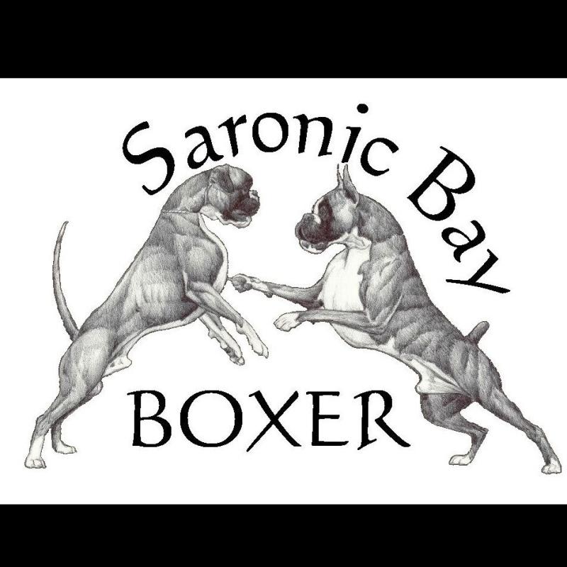 SARONIC BAY BOXER