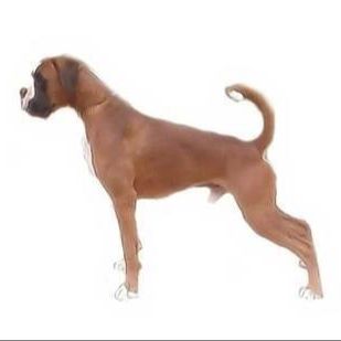 FFMILIAROS BOXER 'S KENNEL