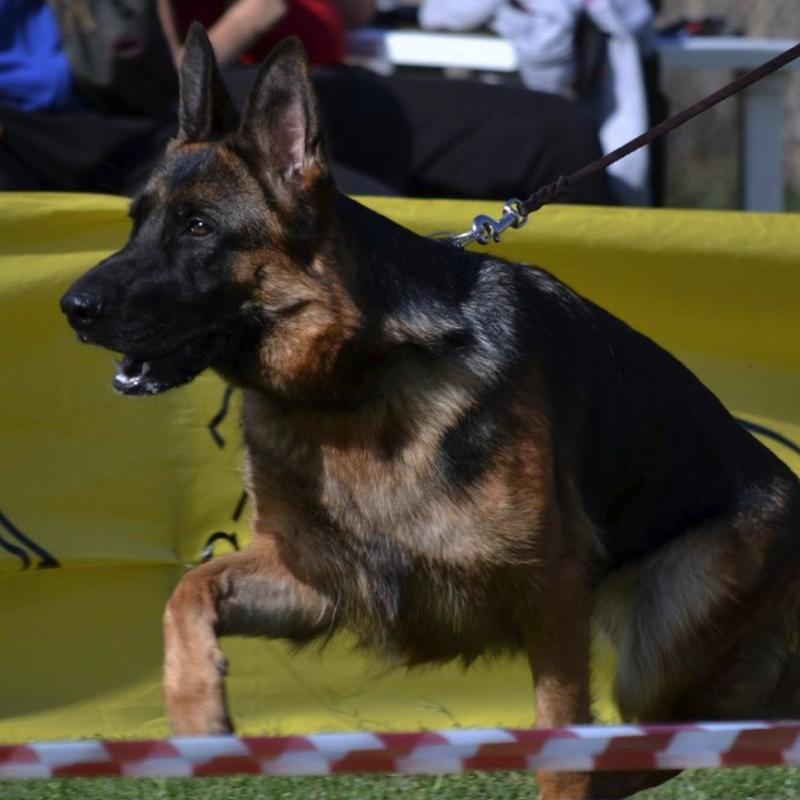 CLEVER CANIN
