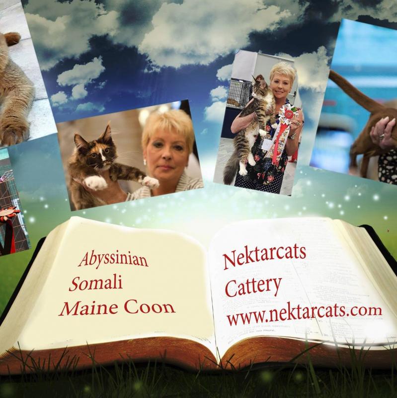 EKTARCATS CATTERY